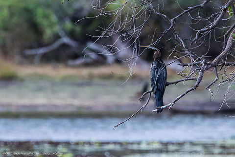 will the breakfast be served soon? An Oriental darter (Anhinga melanogaster) in Wilpattu National Park, Sri Lanka Anhinga melanogaster,Oriental Darter,Oriental darter,Sri Lanka,wilpattu,wilpattu national park