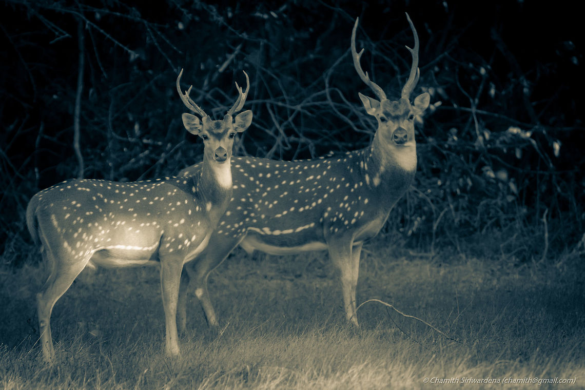 Sri Lankan axis deers  Axis axis ceylonensis,Sri Lankan axis deer