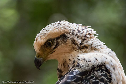 do i look good after the makeover? A juvenile Crested Serpent Eagle in Wilpattu National Park, Sri Lanka Changeable Serpent Eagle,Crested Serpent Eagle,Geotagged,Nisaetus cirrhatus,Spilornis cheela,Sri Lanka,Summer,wilpattu,wilpattu national park