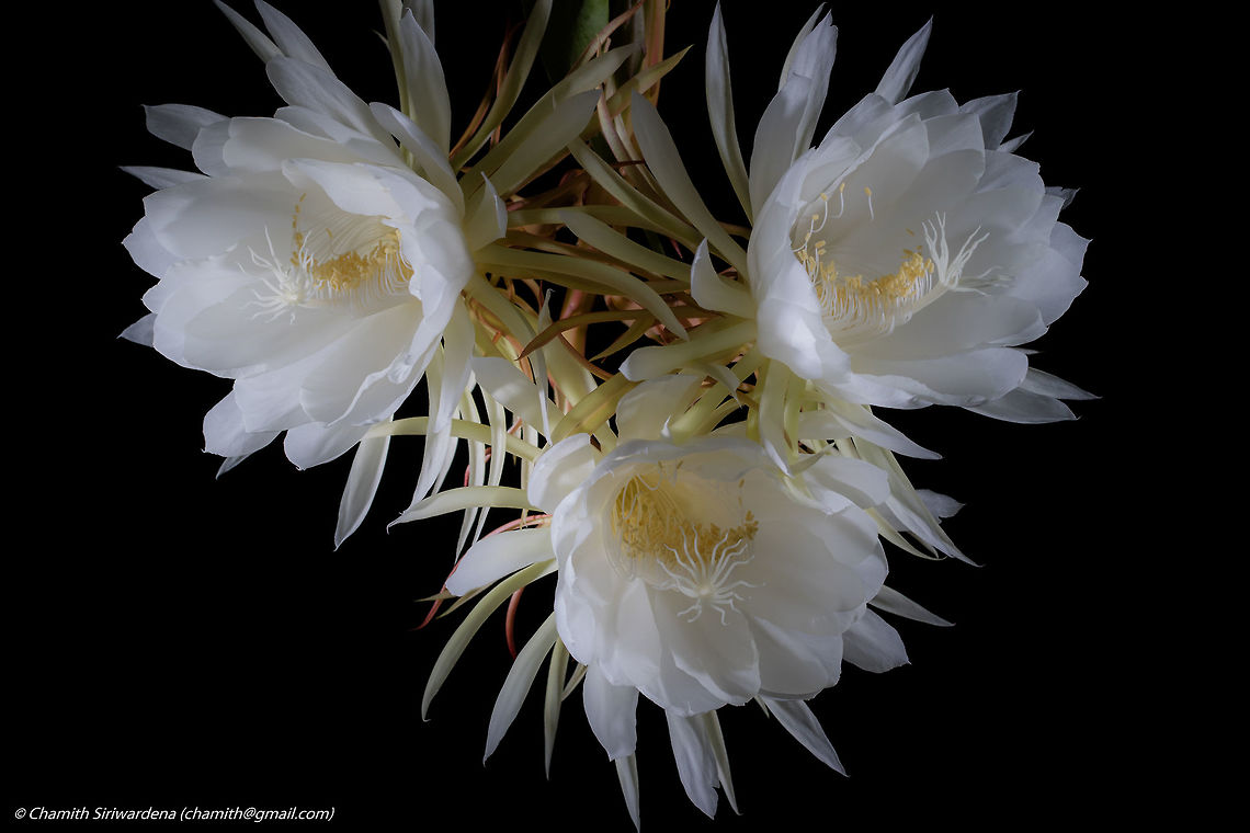 the three sisters Queen of the Night flowers in our home garden Fall,Geotagged,Queen of the Night,Selenicereus grandiflorus,Sri Lanka