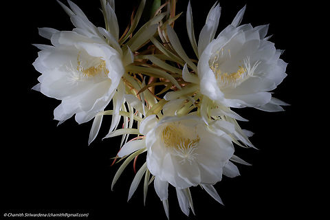 the three sisters Queen of the Night flowers in our home garden Fall,Geotagged,Queen of the Night,Selenicereus grandiflorus,Sri Lanka