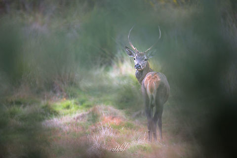 Partie de Cache Cache  Cervus elaphus,Fall,France,Geotagged,Red deer,Roar of the Deer