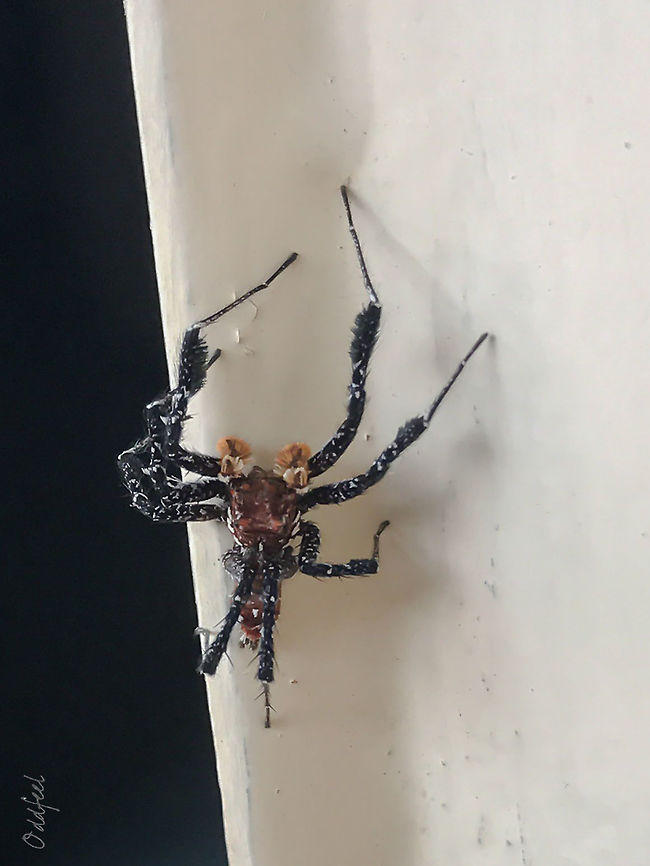 Longleg Dandy Portia schultzi<br />
<br />
Sorry for the quality<br />
Picture taken by phone Democratic Republic of the Congo,Geotagged,Portia schultzi