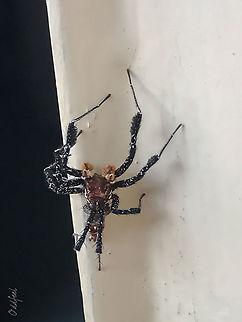 Longleg Dandy Portia schultzi

Sorry for the quality
Picture taken by phone Democratic Republic of the Congo,Geotagged,Portia schultzi