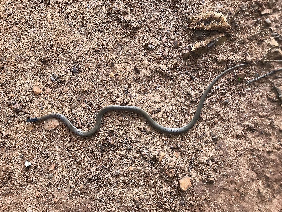 The Aparallactus capensis  <br />
Cape Centipede-Eater Aparallactus capensis,Democratic Republic of the Congo,Geotagged,Spring