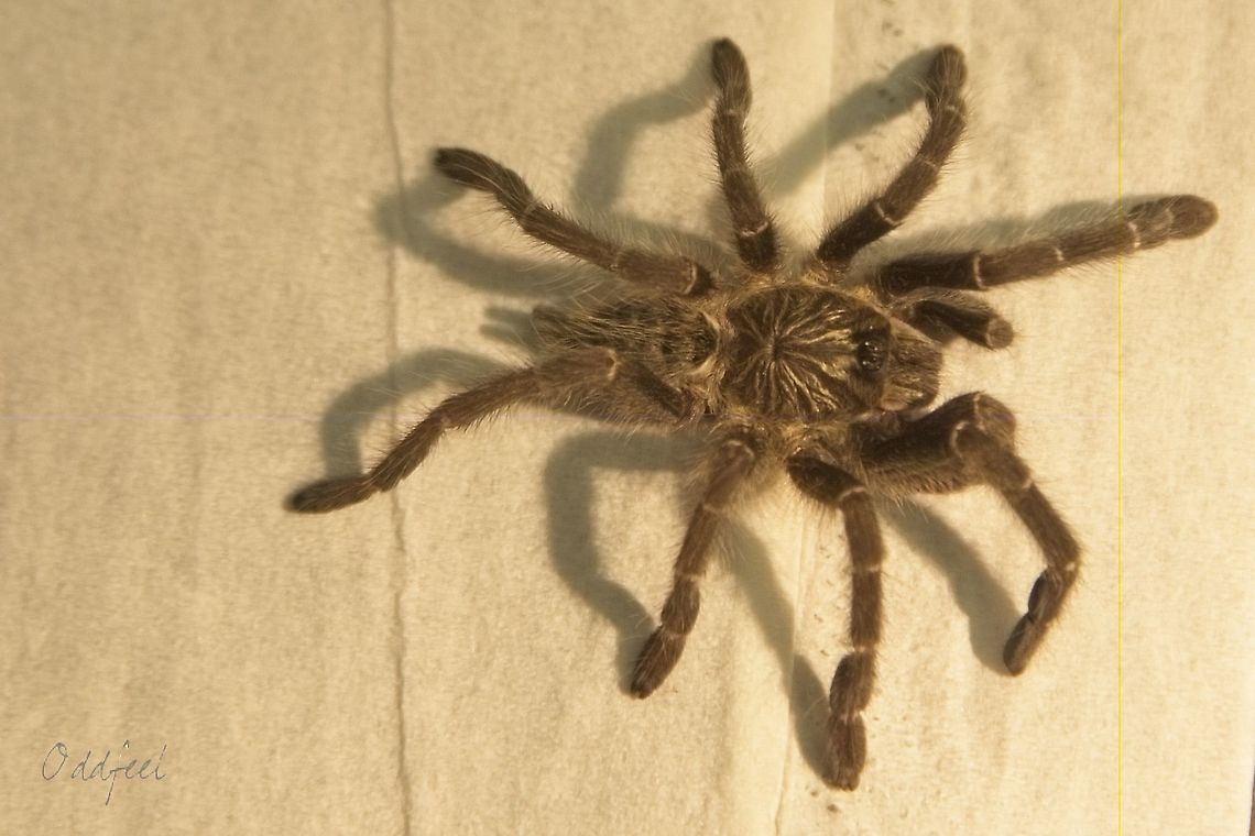 The Usambara Baboon spider (juvenile) Agreement Note: <br />
Ian Engelbrecht  (PhD Pr. Nat. Sci. Natural Science Collections Facility South African National Biodiversity Institute Pretoria) made an agreement to the taxon of Pterinochilus murinus. Democratic Republic of the Congo,Geotagged,Pterinochilus murinus,Spring,Usambara Baboon Tarantula