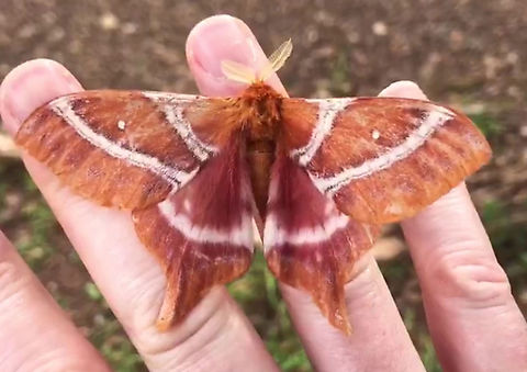 Tailed Emperor 
Urota sinope Democratic Republic of the Congo,Geotagged,Urota,Urota sinope