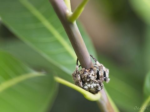 Genus Caerostris Caerostris sp. Democratic Republic of the Congo,Genus Caerostris,Geotagged,Summer