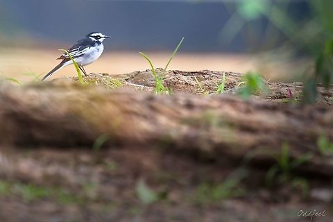 African Pied Wagtail  African pied wagtail,Democratic Republic of the Congo,Geotagged,Motacilla aguimp,Summer