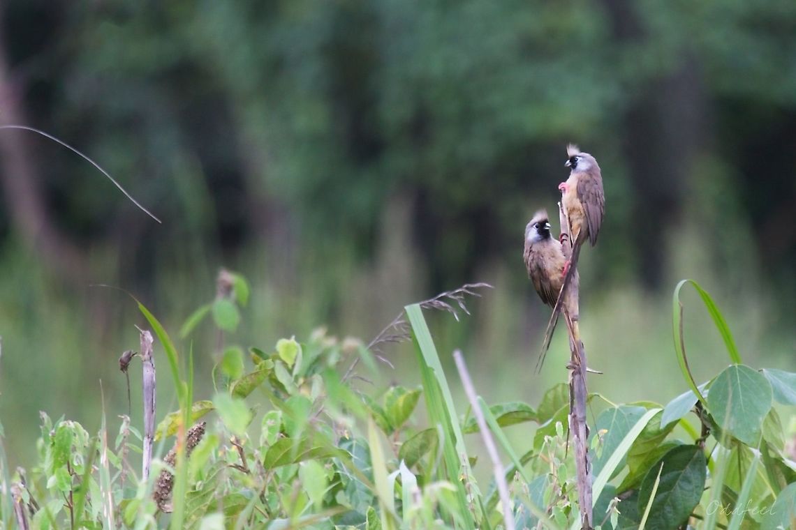 Speckled Mousebird  Colius striatus,Democratic Republic of the Congo,Geotagged,Speckled Mousebird,Summer