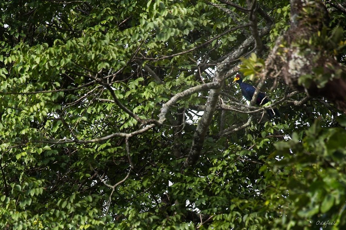 Ross's turaco Musophaga rossae Democratic Republic of the Congo,Geotagged,Musophaga rossae,Rosss turaco,Summer