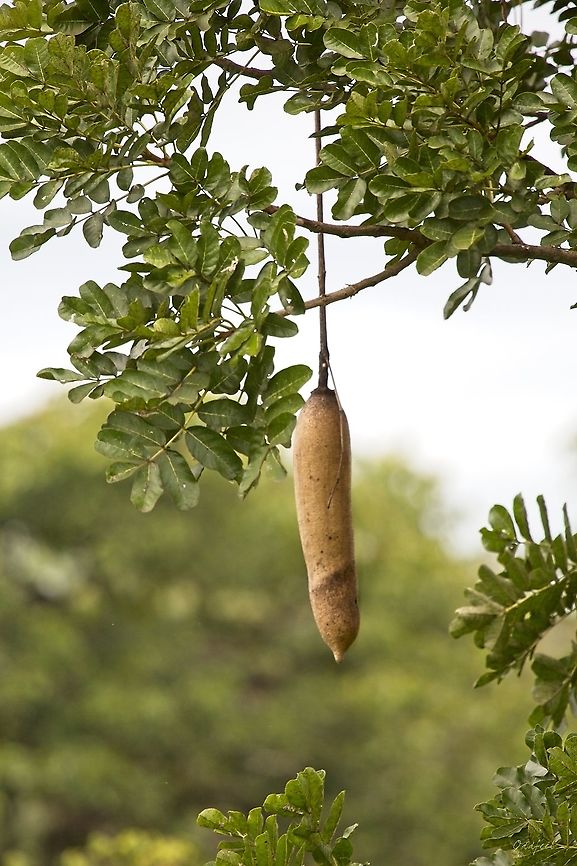 Kigelia africana Sausage Tree Democratic Republic of the Congo,Geotagged,Kigelia africana,Summer
