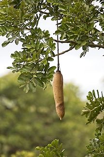 Kigelia africana Sausage Tree Democratic Republic of the Congo,Geotagged,Kigelia africana,Summer