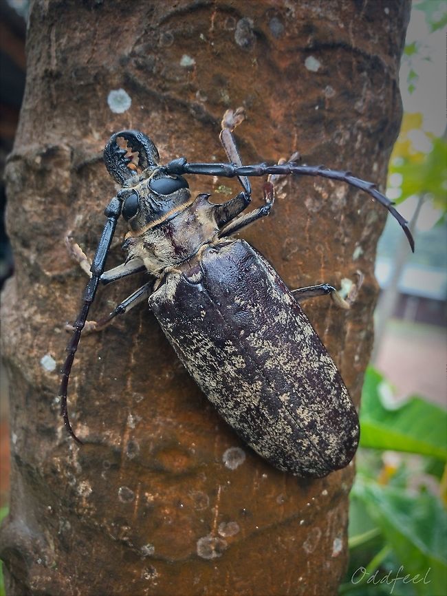 Tithoes frontalis Tribe: Acanthophorini<br />
Genus: Tithoes<br />
Tithoes frontalis Democratic Republic of the Congo,Geotagged,Tithoes frontalis