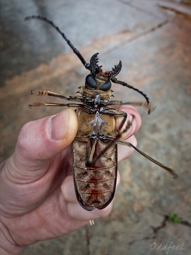 Tithoes frontalis  Democratic Republic of the Congo,Geotagged,Tithoes frontalis