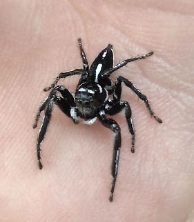 Black and White Hyllus Jumping Spider 
Hyllus argyrotoxus Democratic Republic of the Congo,Geotagged,Hyllus argyrotoxus