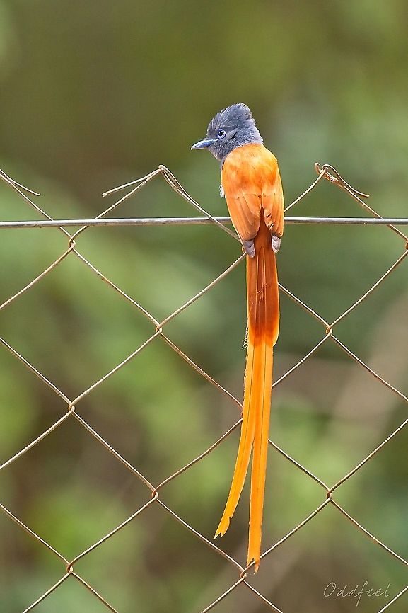 African Paradise-Flycatcher  Terpsiphone viridis African paradise flycatcher,Democratic Republic of the Congo,Geotagged,Summer,Terpsiphone viridis