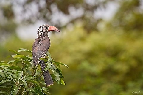 The Crowned Hornbill  Crowned Hornbill,Democratic Republic of the Congo,Geotagged,Summer,Tockus alboterminatus