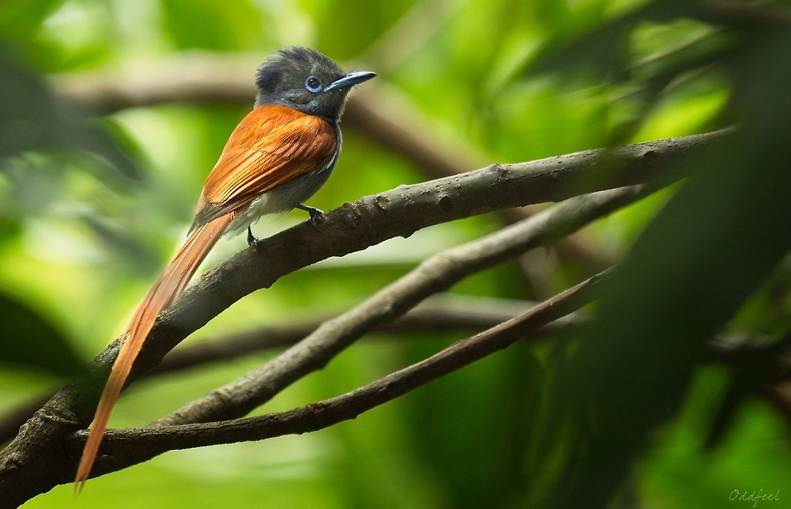 The African paradise flycatcher Male African paradise flycatcher,Democratic Republic of the Congo,Geotagged,Summer,Terpsiphone viridis