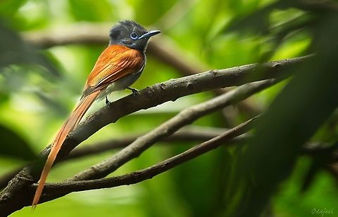 The African paradise flycatcher Male African paradise flycatcher,Democratic Republic of the Congo,Geotagged,Summer,Terpsiphone viridis