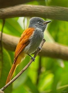 The African paradise flycatcher Female African paradise flycatcher,Democratic Republic of the Congo,Geotagged,Summer,Terpsiphone viridis