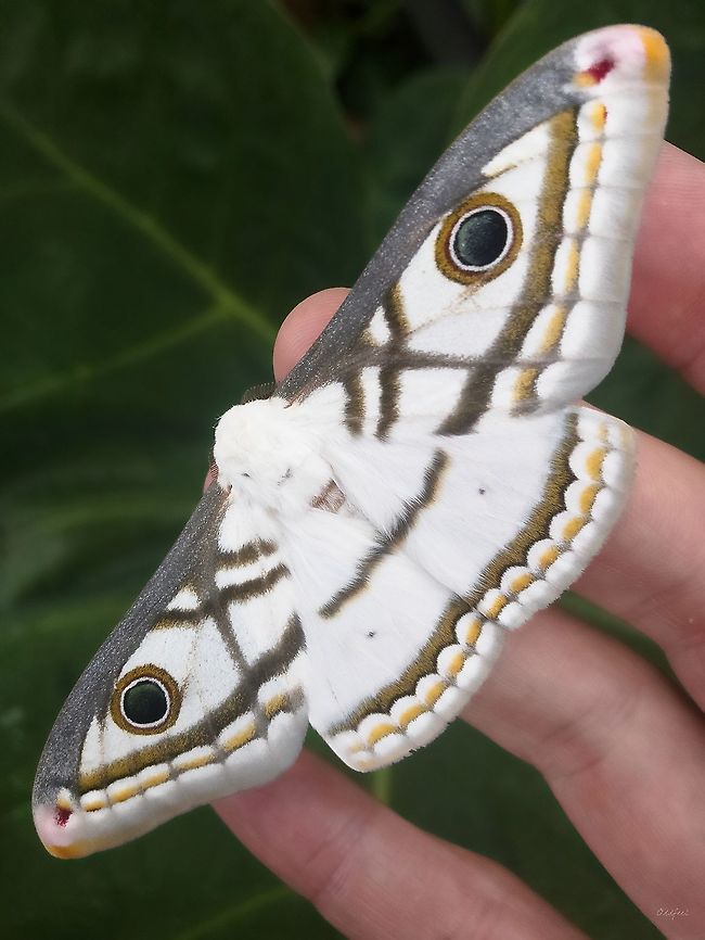 Struggling Emperor Heniocha marnois<br />
<br />
(Rogenhofer, 1891)<br />
<figure class="photo"><a href="https://www.jungledragon.com/image/107205/the_struggling_emperor.html" title="The Struggling Emperor"><img src="https://s3.amazonaws.com/media.jungledragon.com/images/1978/107205_thumb.jpg?AWSAccessKeyId=05GMT0V3GWVNE7GGM1R2&Expires=1769040010&Signature=9FWW1uQH0QfVRjLGKP4QtDy66%2FU%3D" width="200" height="128" alt="The Struggling Emperor Heniocha marnois<br />
https://www.jungledragon.com/image/107204/struggling_emperor.html Democratic Republic of the Congo,Geotagged,Heniocha marnois,Struggling Emperor,Summer" /></a></figure> Democratic Republic of the Congo,Geotagged,Heniocha marnois,Struggling Emperor,Summer