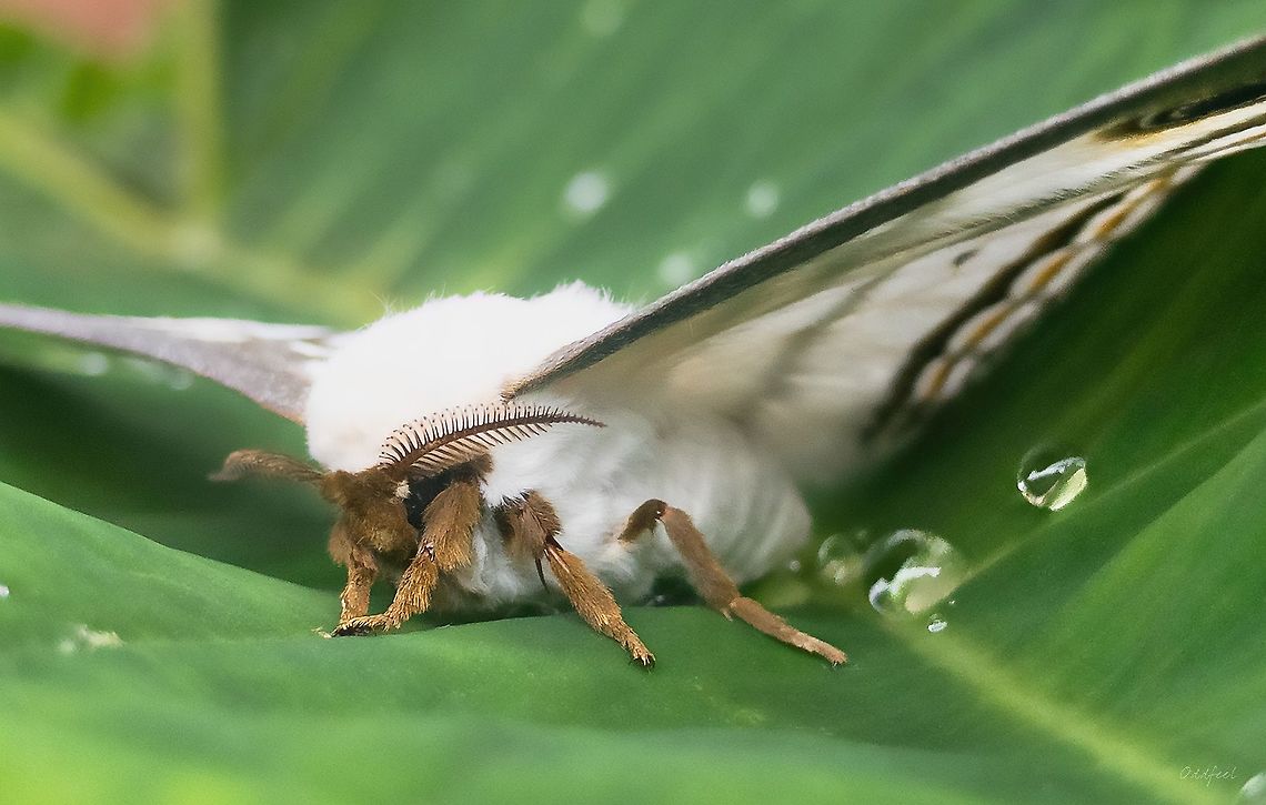 The Struggling Emperor Heniocha marnois<br />
<figure class="photo"><a href="https://www.jungledragon.com/image/107204/struggling_emperor.html" title="Struggling Emperor"><img src="https://s3.amazonaws.com/media.jungledragon.com/images/1978/107204_thumb.jpg?AWSAccessKeyId=05GMT0V3GWVNE7GGM1R2&Expires=1769040010&Signature=8H2KII%2Fj6mQVCfKWysclLF6hn8s%3D" width="114" height="152" alt="Struggling Emperor Heniocha marnois<br />
<br />
(Rogenhofer, 1891)<br />
https://www.jungledragon.com/image/107205/the_struggling_emperor.html Democratic Republic of the Congo,Geotagged,Heniocha marnois,Struggling Emperor,Summer" /></a></figure> Democratic Republic of the Congo,Geotagged,Heniocha marnois,Struggling Emperor,Summer