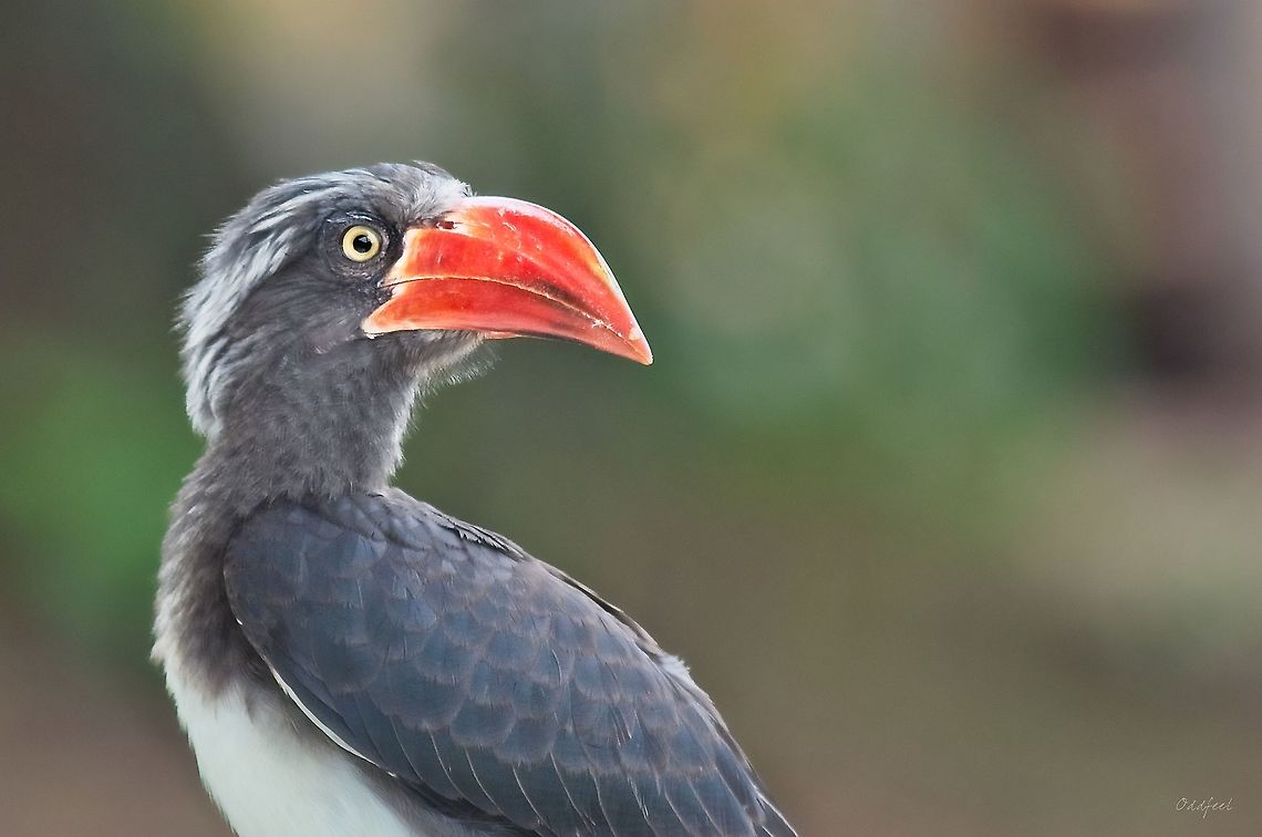 The Crowned Hornbill Close-up Crowned Hornbill,Democratic Republic of the Congo,Geotagged,Summer,Tockus alboterminatus