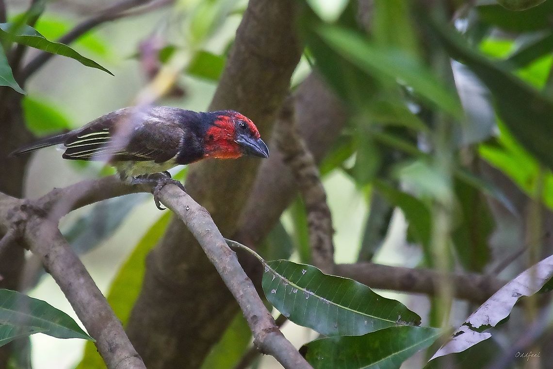Black-collared Barbet Lybius torquatus<br />
 Black-collared Barbet,Democratic Republic of the Congo,Geotagged,Lybius torquatus,Summer