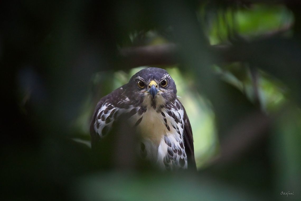 African Goshawk Autour tachiro<br />
Accipiter tachiro -  Accipiter tachiro,African goshawk,Democratic Republic of the Congo,Geotagged,Summer