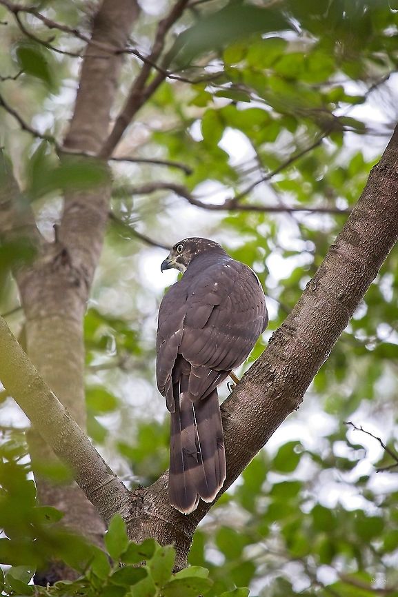 African Goshawk <br />
<br />
Autour tachiro<br />
Accipiter tachiro - Accipiter tachiro,African goshawk,Democratic Republic of the Congo,Geotagged,Summer