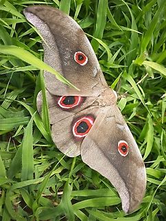 Lionpad Emperor 
Lobobunaea falcatissima 

Rougeot, 1962 Democratic Republic of the Congo,Geotagged,Lobobunaea phaedusa,Summer