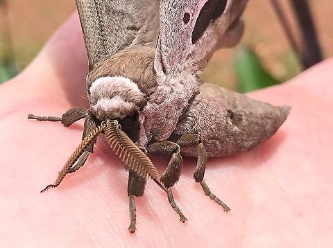 Lobobunaea falcatissima  Democratic Republic of the Congo,Geotagged,Lobobunaea phaedusa,Summer