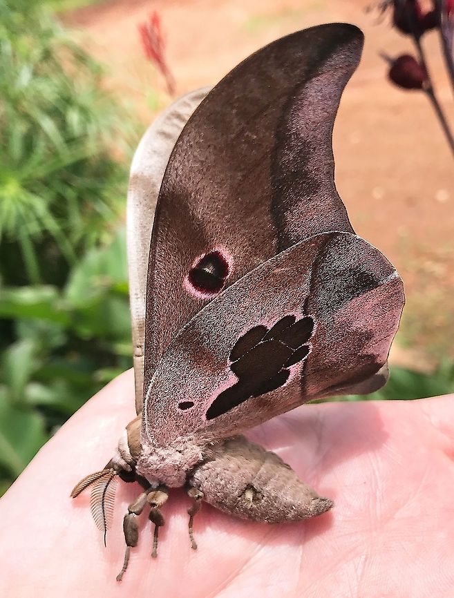 Lobobunaea falcatissima  Democratic Republic of the Congo,Geotagged,Lobobunaea phaedusa,Summer