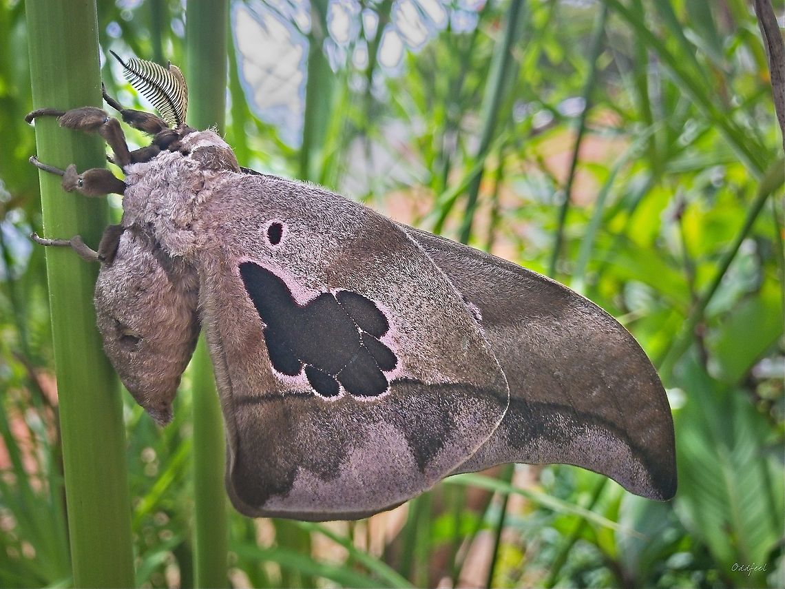 Lobobunaea falcatissima  Lobobunaea phaedusa