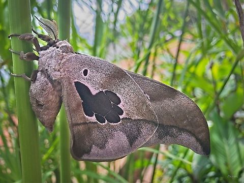 Lobobunaea falcatissima  Lobobunaea phaedusa