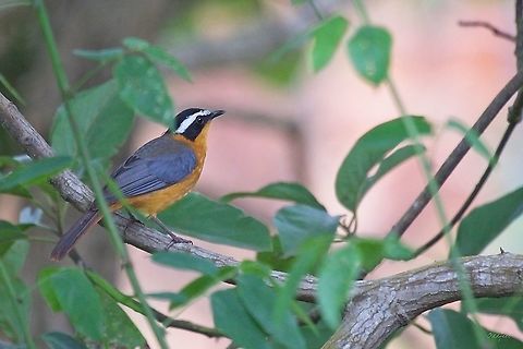 White-browed Robin-Chat 
Cossypha heuglini - Cossyphe de Heuglin Cossypha heuglini,Democratic Republic of the Congo,Geotagged,Summer,White-browed robin-chat