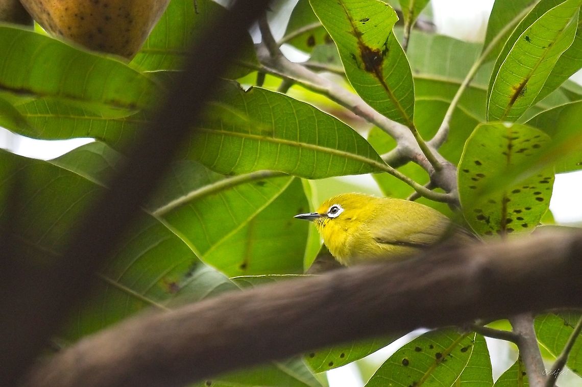 Northern Yellow White-eye Zost&eacute;rops jaune<br />
Zosterops senegalensis -  Democratic Republic of the Congo,Geotagged,Northern yellow white-eye,Summer,Zosterops senegalensis