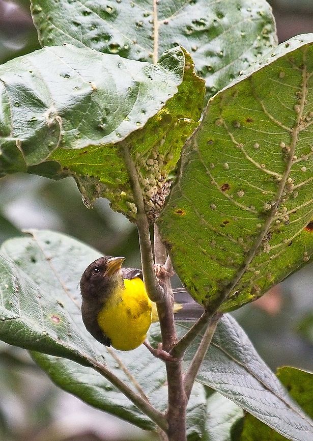 Forest weaver Dark-backed Weaver<br />
Ploceus bicolor - Tisserin bicolore Dark-backed weaver,Democratic Republic of the Congo,Geotagged,Ploceus bicolor,Summer
