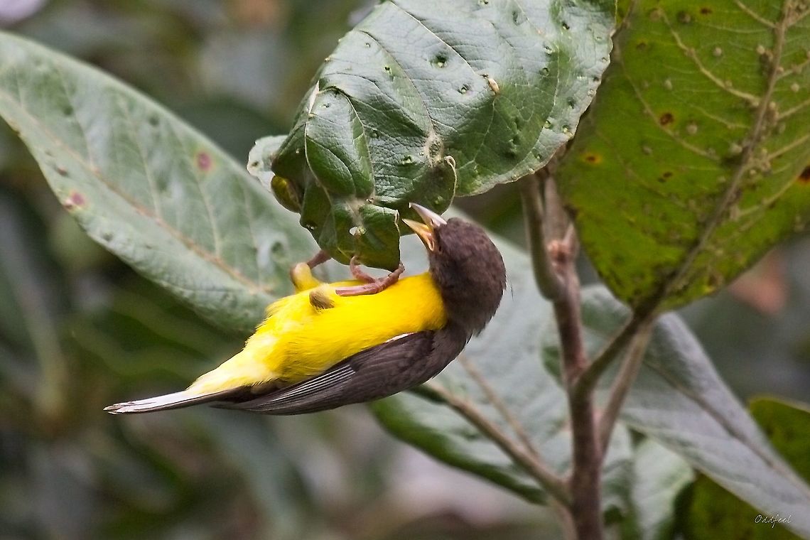 Forest weaver <br />
<br />
Dark-backed Weaver<br />
Ploceus bicolor - Tisserin bicolore Dark-backed weaver,Democratic Republic of the Congo,Geotagged,Ploceus bicolor,Summer