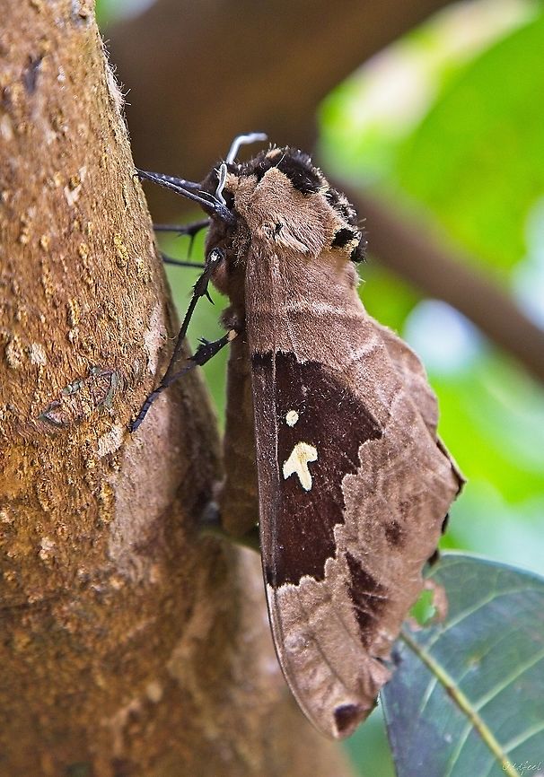 Lophostethus dumolinii (Angas, 1849) Democratic Republic of the Congo,Geotagged,Lophostethus dumolinii,Summer