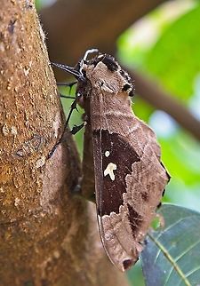 Lophostethus dumolinii (Angas, 1849) Democratic Republic of the Congo,Geotagged,Lophostethus dumolinii,Summer
