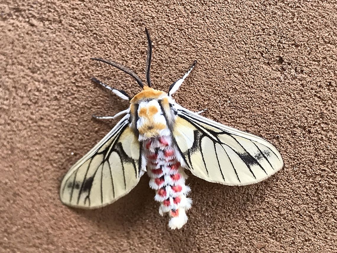 Balacra rubrostriata Balacra rubrostriata <br />
<br />
(Aurivillius, 1892) Balacra rubrostriata,Democratic Republic of the Congo,Geotagged