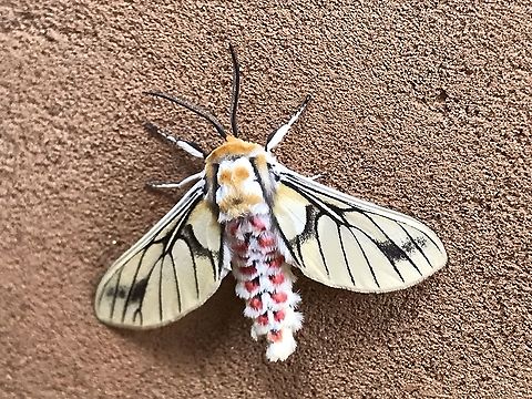 Balacra rubrostriata