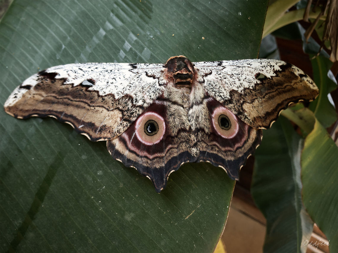 Athletes gigas Athletes gigas <br />
<br />
synonym: Athletes steindachneri<br />
(Sonthonnax, 1899) Athletes gigas,Democratic Republic of the Congo,Geotagged,Summer