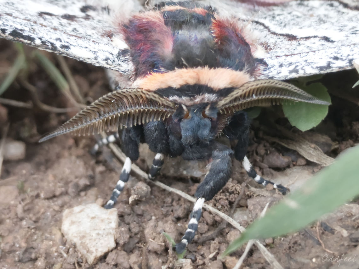 The Athletes gigas Details Antena  Athletes gigas,Democratic Republic of the Congo,Geotagged,Summer
