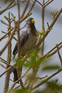 Touraco gris - Western Plantain-eater Chicken are a bit odd in Senegal ????
Dakar.
Touraco gris
Crinifer piscator - 

Western Plantain-eater Crinifer piscator,Geotagged,Senegal,Spring,Western Plantain-eater