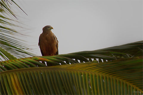 Black Kite Milvus migrans Black kite,Geotagged,Milvus migrans,Senegal,Summer