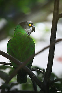 Perroquet youyou 
Poicephalus senegalus 

Senegal Parrot Poicephalus senegalus
