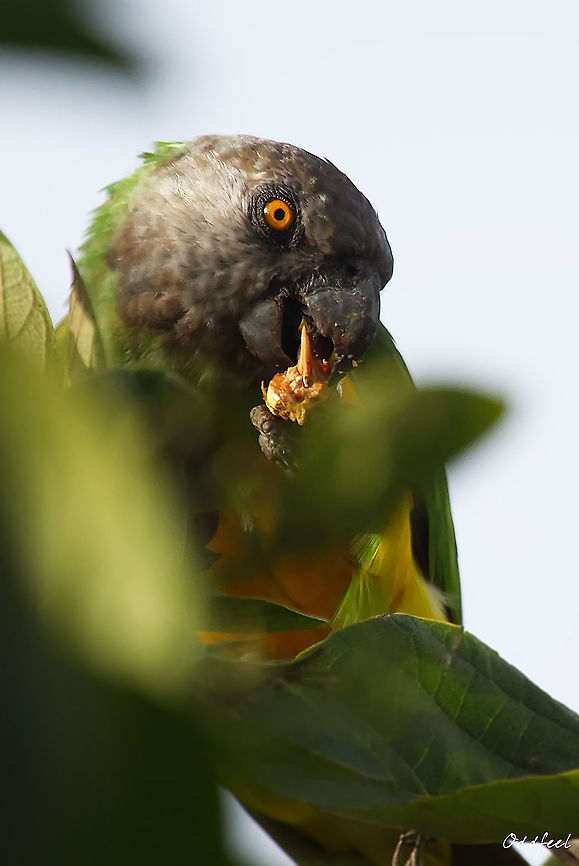 Reptilian details Perroquet youyou<br />
<br />
<br />
Poicephalus senegalus <br />
<br />
Senegal Parrot Geotagged,Poicephalus senegalus,Senegal,Senegal parrot,Summer
